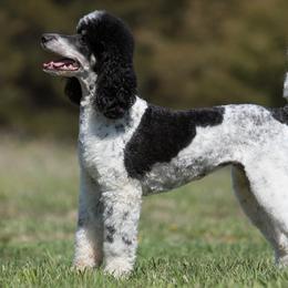 London - Poodle