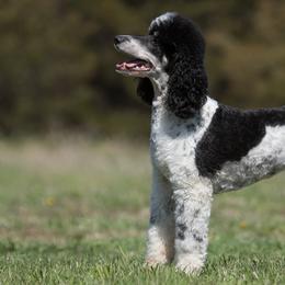 London - Poodle