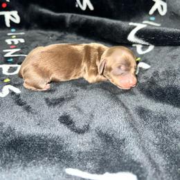 Mae - Chocolate and cream female Dachshund puppy in La Junta, Colorado from Royal King’s Mini Dachshunds