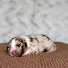 Pringles - Red merle female Australian Shepherd puppy in Argyle, Iowa from Country Time Kennels