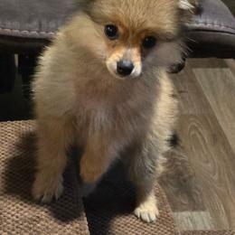 Jax - Cream sable male Pomeranian puppy in Pickton, Texas from Mandy's Precious Poms