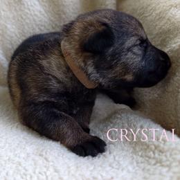 Crystal - Sable female German Shepherd puppy in Southern Maryland, Maryland from Reddington Shepherds