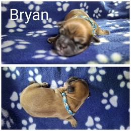 Bryan - Brown male Lhasa Apso puppy in Cincinnati, Ohio from Shangri-La Lhasa Apsos