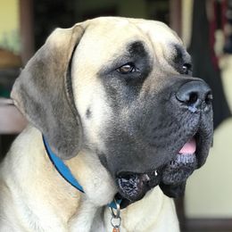Minni - Mastiff