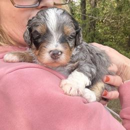 Frappe-Guardian opportunity - Blue merle female Bernedoodle puppy in Pittsburg, Illinois from Doodles on Rock Creek