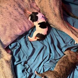 Boy 3 - White and black male Greyhound puppy in Mesa, Arizona from ARK Kennels