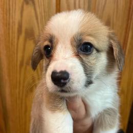 Glow - Red female Pembroke Welsh Corgi puppy in Delton, Michigan from CorGizmo