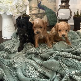 Cockapoo and Goldendoodle Puppies from Cackalacky Companions
