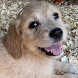 Goldendoodles from Dandelion Doodles of Oklahoma