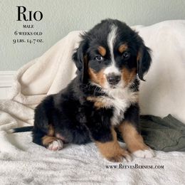 Boy 2 - Black rust and white Bernese Mountain Dog puppy in Lehi, Utah from Reeves Bernese