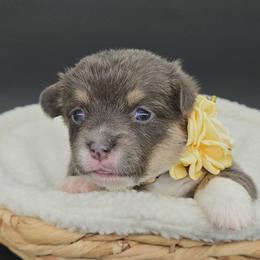 Quiver(Brookie) - Blue female Pembroke Welsh Corgi puppy in Dickeyville, Wisconsin from J&R Shepherds & Corgis