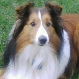 Shetland Sheepdogs from Woodridge Shelties