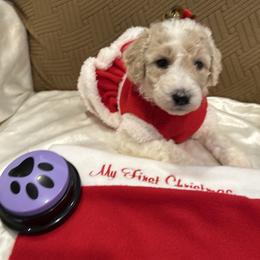 Sienna - Parti female Poodle puppy in Mobile, Alabama from Semmy’s Standard Poodle LLC