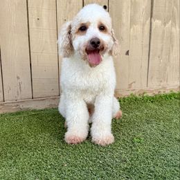 Rusty - Poodle