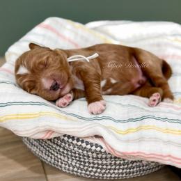 White collar BUZZ - Apricot male Goldendoodle puppy in Salem, Utah from Aspen Doodles