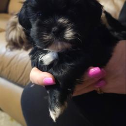 Blaze - Black male Shih Tzu puppy in Peoria, Arizona from Shihtzucircusaz