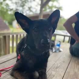 Neb - German Shepherd