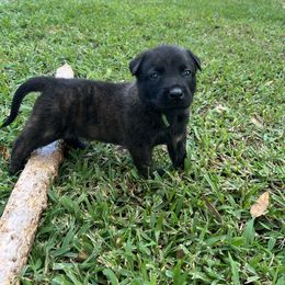 Male 2- green - Black brindle male Dutch Shepherd puppy in Raceland, Louisiana from Fontana Farm