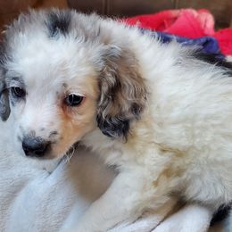 Daisy - Blue merle female Aussiedoodle puppy in Grants Pass, Oregon from Down Under Doodles