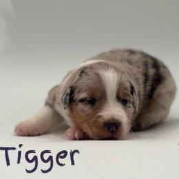 Tigger - Red merle male Miniature American Shepherd puppy in Tremonton, Utah from Azure Sky Minis