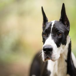 Cardigan Welsh Corgi and Great Dane All Grown Up from McOwen Kennels