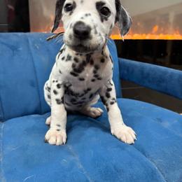 Dalmatian, Poodle, and Rhodesian Ridgeback Puppies from Ruffles, Ridges, & Spots!