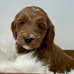 White Male - Apricot male Goldendoodle puppy in Great Falls, Montana from Montana Goldendoodles