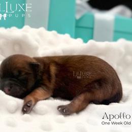 Apollo - Gold male Morkie puppy in Scottsdale, Arizona from Lil Luxe Pups
