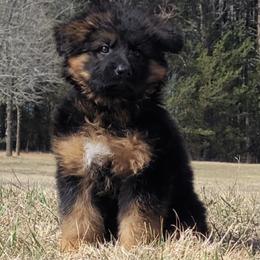 Winston - Orange Collar - Black and red male German Shepherd puppy in Charlotte, North Carolina from Zuflucht K9s