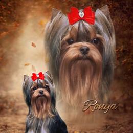 Ronya - Yorkshire Terrier