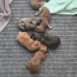 Girl 1 - Brindle female Dachshund puppy in Lancaster, South Carolina from Oakview Kennels