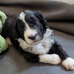 Aussiedoodle Puppies from Ridgeview Aussiedoodles