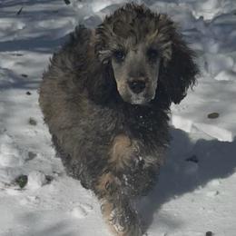 Blitzen - Sable male Poodle puppy in Jacksonville, North Carolina from PND Kennel