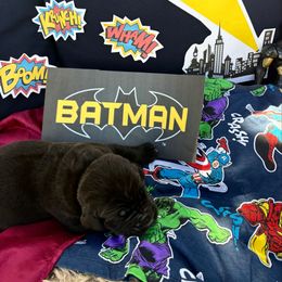 Batman - Black male Boerboel puppy in Florida from CLAD Guard Boerboels