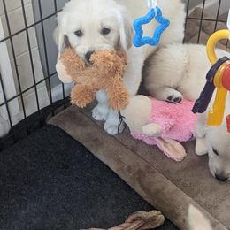 Golden Retriever Puppies from Sandy's Golden Pups