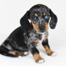 Diamond - Dapple Dachshund puppy in Fredonia, Arizona from Kaibab Dachshunds