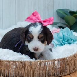 Bernedoodle and Cavapoo Puppies from Positively Doodles
