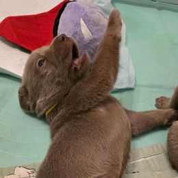 Labrador Retriever Puppies from Ellis Labs