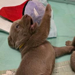 Labrador Retriever Puppies from Ellis Labs