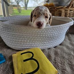 Boy 3 - Parti male Poodle puppy in Detroit, Michigan from Pretty Spoiled Spoos llc
