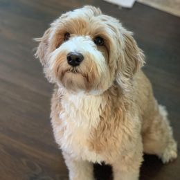 Mabel - Australian Labradoodle