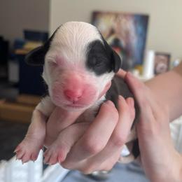 Harp - Black and white female Sheepadoodle puppy in Rocky Point, North Carolina from CelticDoods