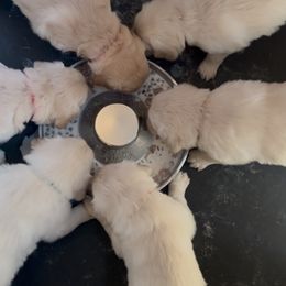 Golden Retriever Puppies from K5 Dog Services