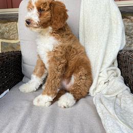 Lucy - Red female Bernedoodle puppy in Holtwood, Pennsylvania from Country Ridge Puppies