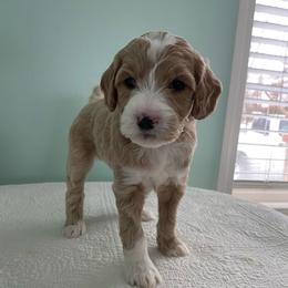 Tinsel - Cream female Goldendoodle puppy in Stanford, Kentucky from Holloway Goldendoodles