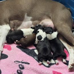 Boston Terrier puppies from Bostons of Central Washington