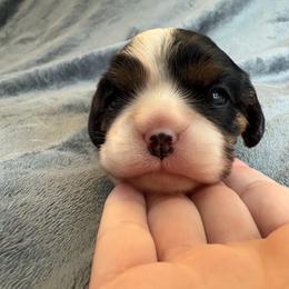 Blue - Tri-color female Cavalier King Charles Spaniel puppy in Mount Dora, Florida from Carroll’s Cavaliers