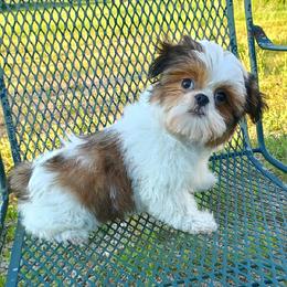Butterscotch - Red and white male Shih Tzu puppy in Wild Rose, Wisconsin from Sorenson's Shih-tzus