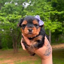Lady - Black and tan female Yorkshire Terrier puppy in Georgia from Nalley Kennels
