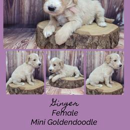 Ginger - Apricot female Goldendoodle puppy in Grabill, Indiana from Rose's Doodles